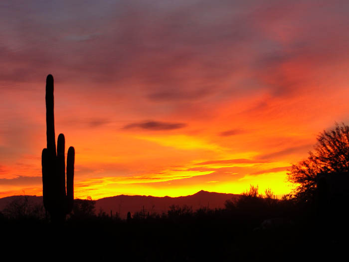 Desert Sunset